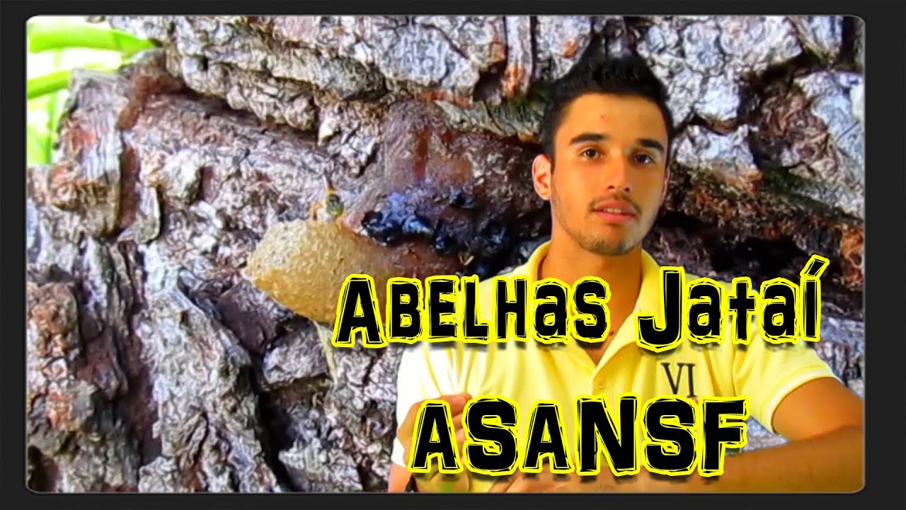 Abelha-Jataí (Tetragonisca angustula) Aprendendo sobre abelhas nativas sem ferrão 2