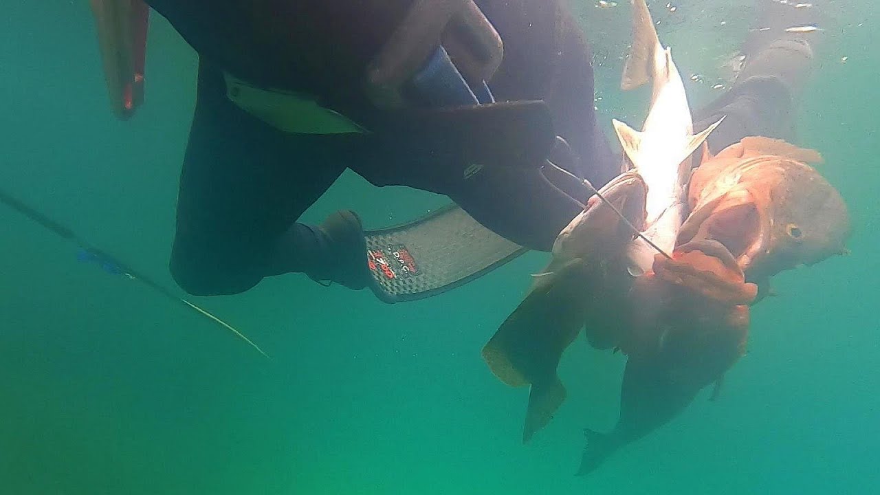 ０円漁と梅雨と刺身など