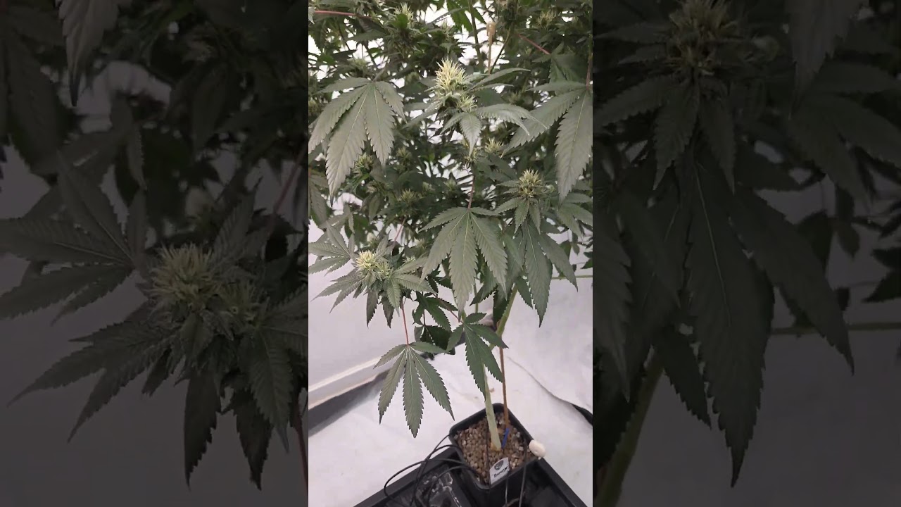T.H.SEEDS Beasty! week 4 of flowering. #reggae #thseeds