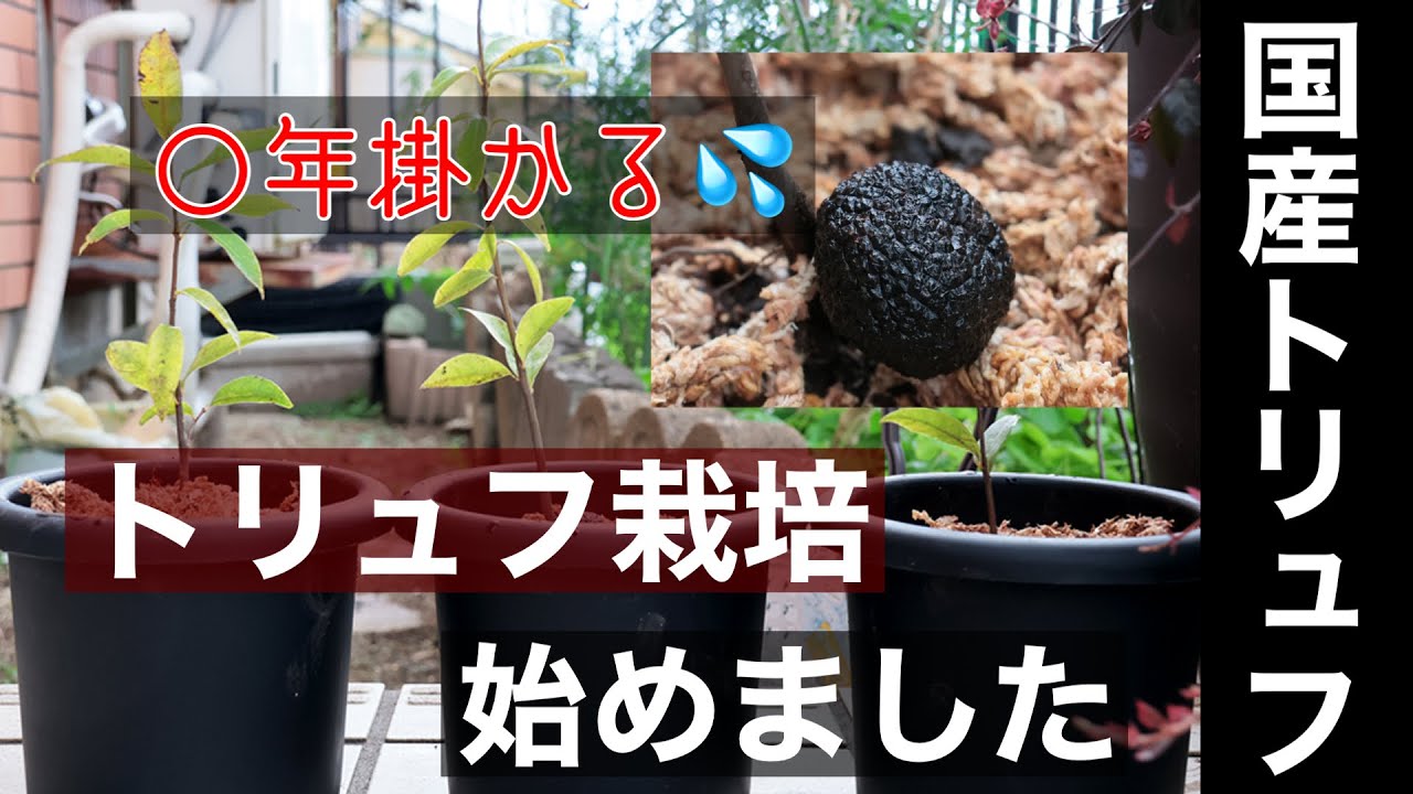 トリュフ栽培始めました