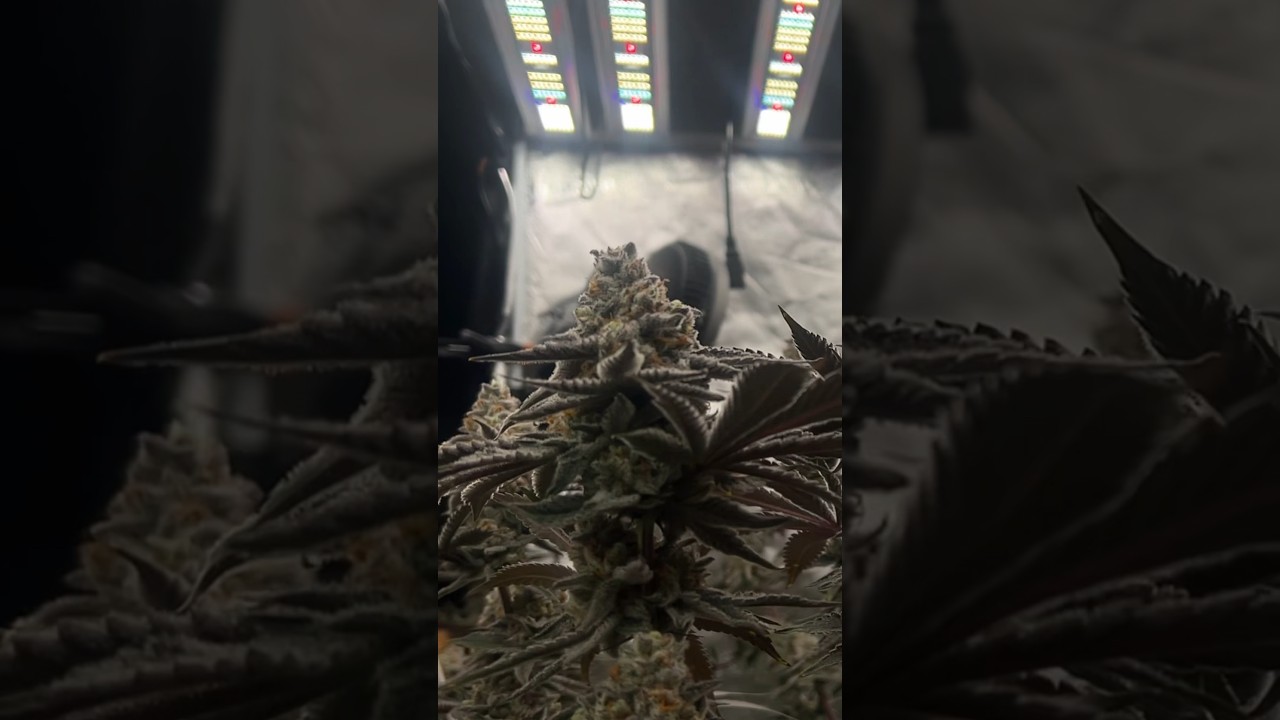 2nd run in the autopots complete! Lemon Berry is the strain