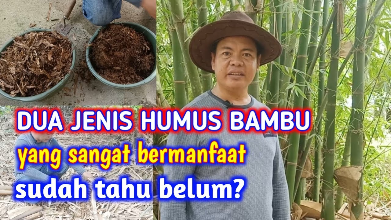 Pupuk Organik Gratis Dari Dua Jenis Humus Bambu