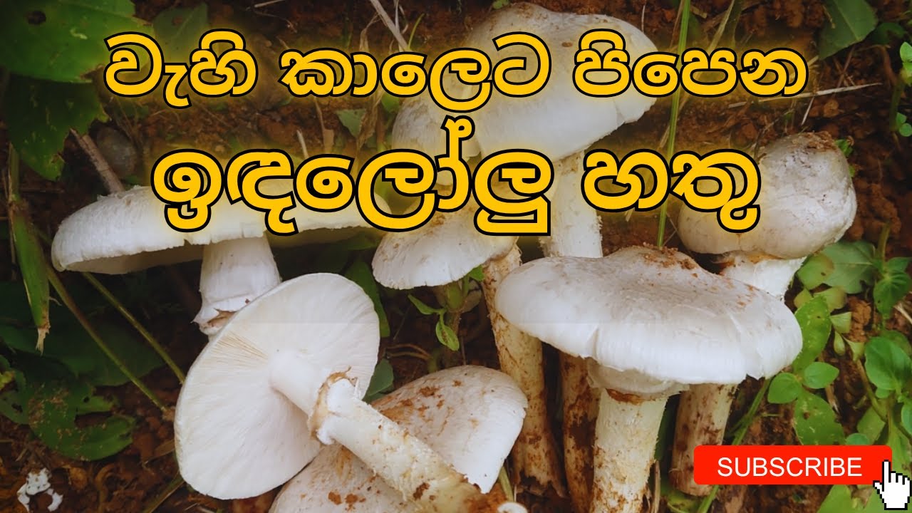 නොවැම්බර් මාසයේ ආරම්භය🗓️🥰💐| New Vlog💕