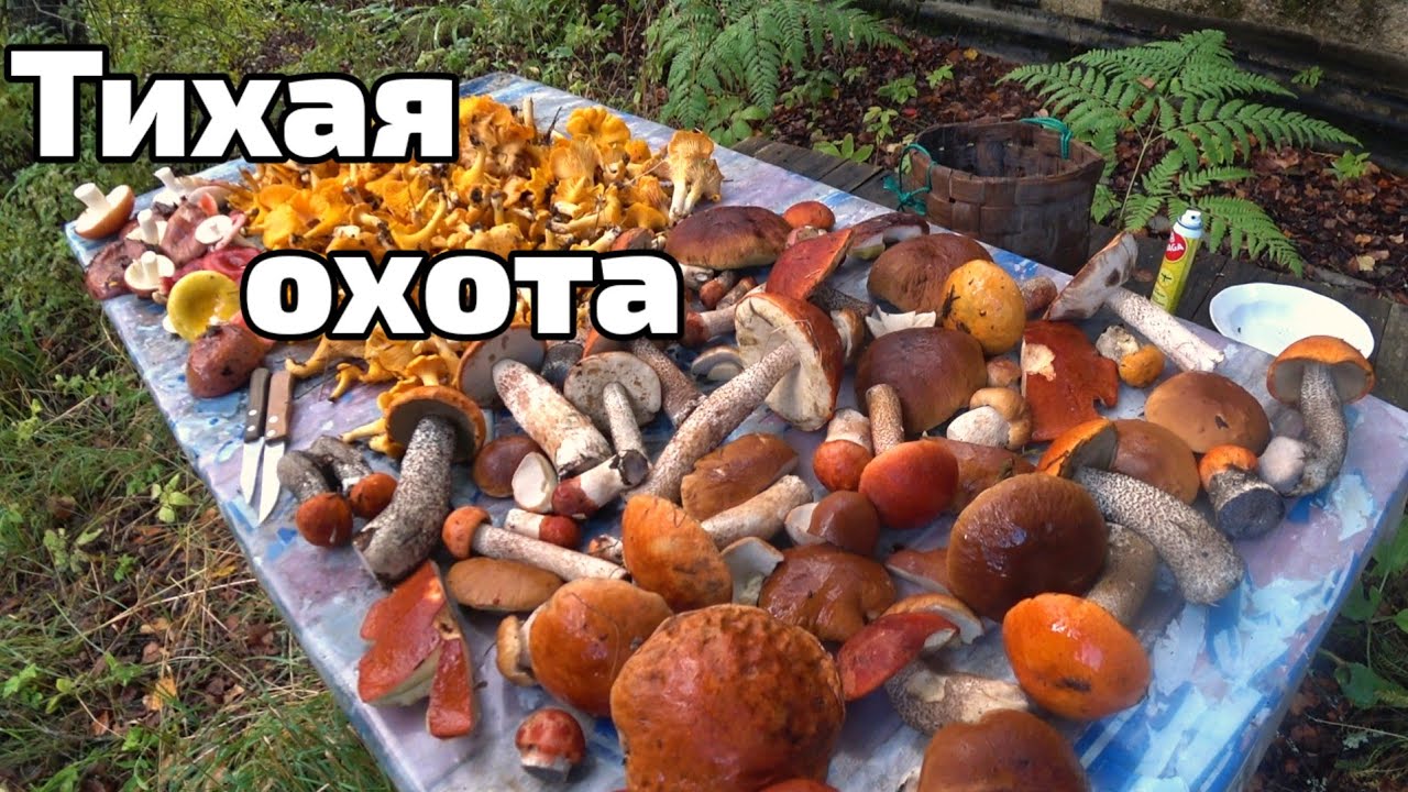 (Лес ➕ шашлык ➕ грибы ➕ жаренка )❌ только в двоем=💯% отдых👍