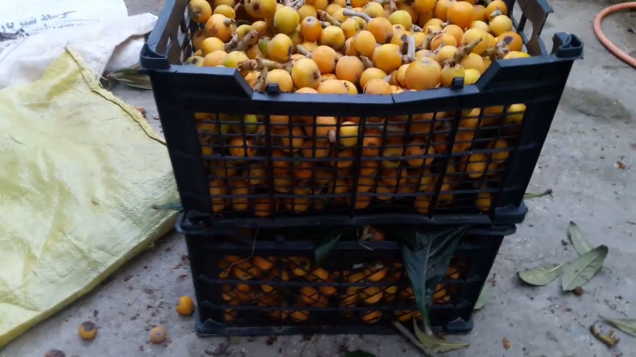 | برداشت میوه ازگیل شمال | Loquat Azgiel (Azgil) Harvesting & LOQUAT #harvesting from Small Garden