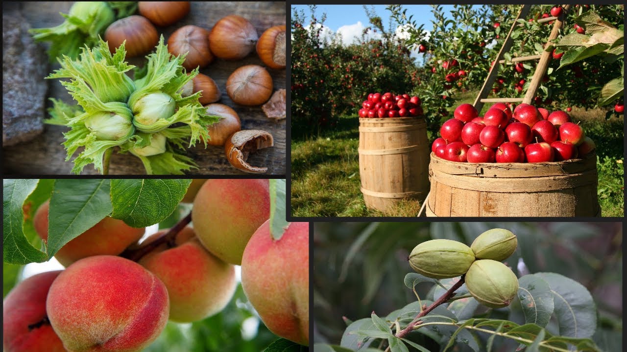 🌲DON'T PLANT ANOTHER TREE TILL YOU WATCH THIS 🍐 🍑 🍊 HERE'S THE BEST FRUIT AND NUT TREE NURSERY🌳 🍎
