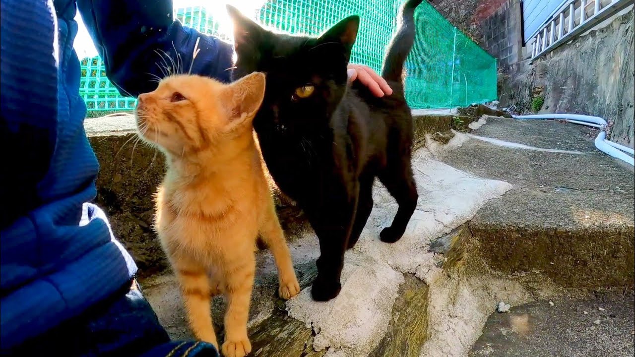 В переулке жила черная кошка, и когда я ее погладил, появился коричневый полосатый кот.