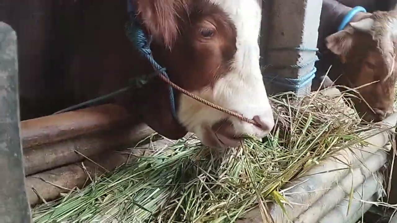 CARA STOK JERAMI KERING?#sapi #sapigemuk #cow #sapipedaging #ternak #sapimakan #sapijumbo #sapilucu 