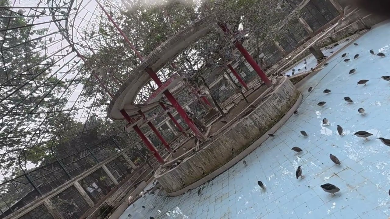 Birds’ aviary for uncommon birds that already little in this world