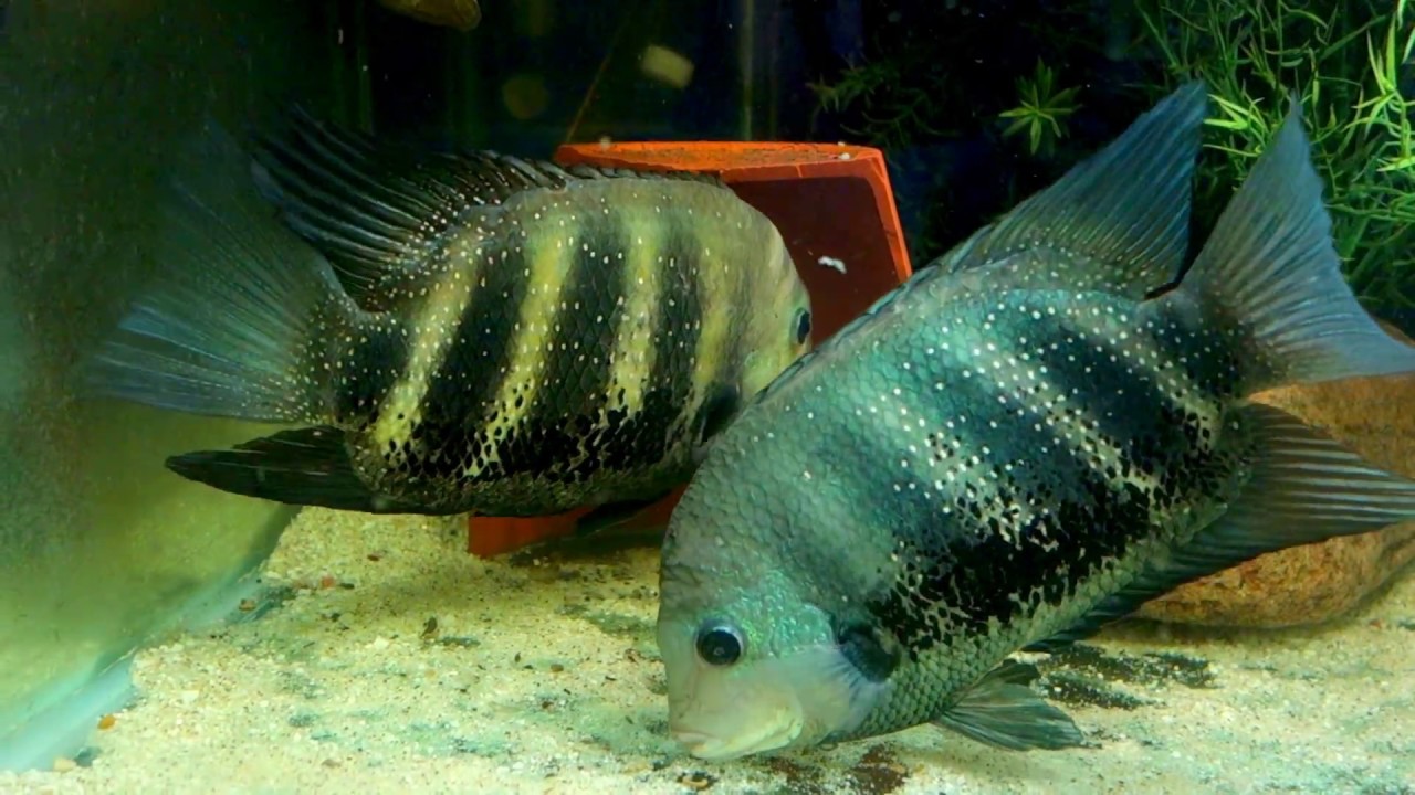 Green Chromides / Etroplus suratensis: The eggs are hatching