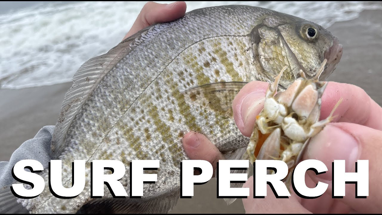 Surf Perch Fishing California | [Sand Crabs for Bait]