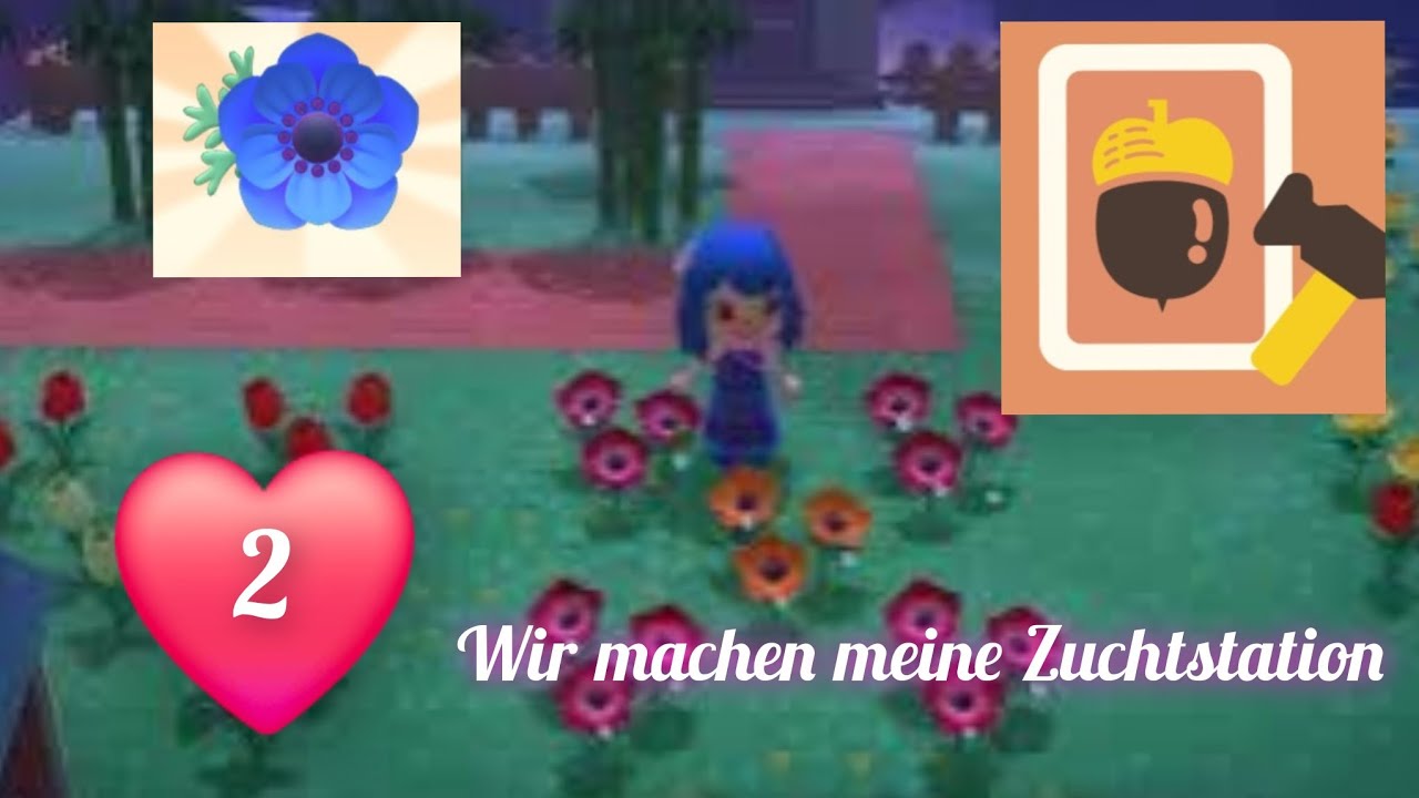 Wie züchtet man richtig Blumen Animal Crossing New Horizons #animalcrossing #acnh #nintendoswitch