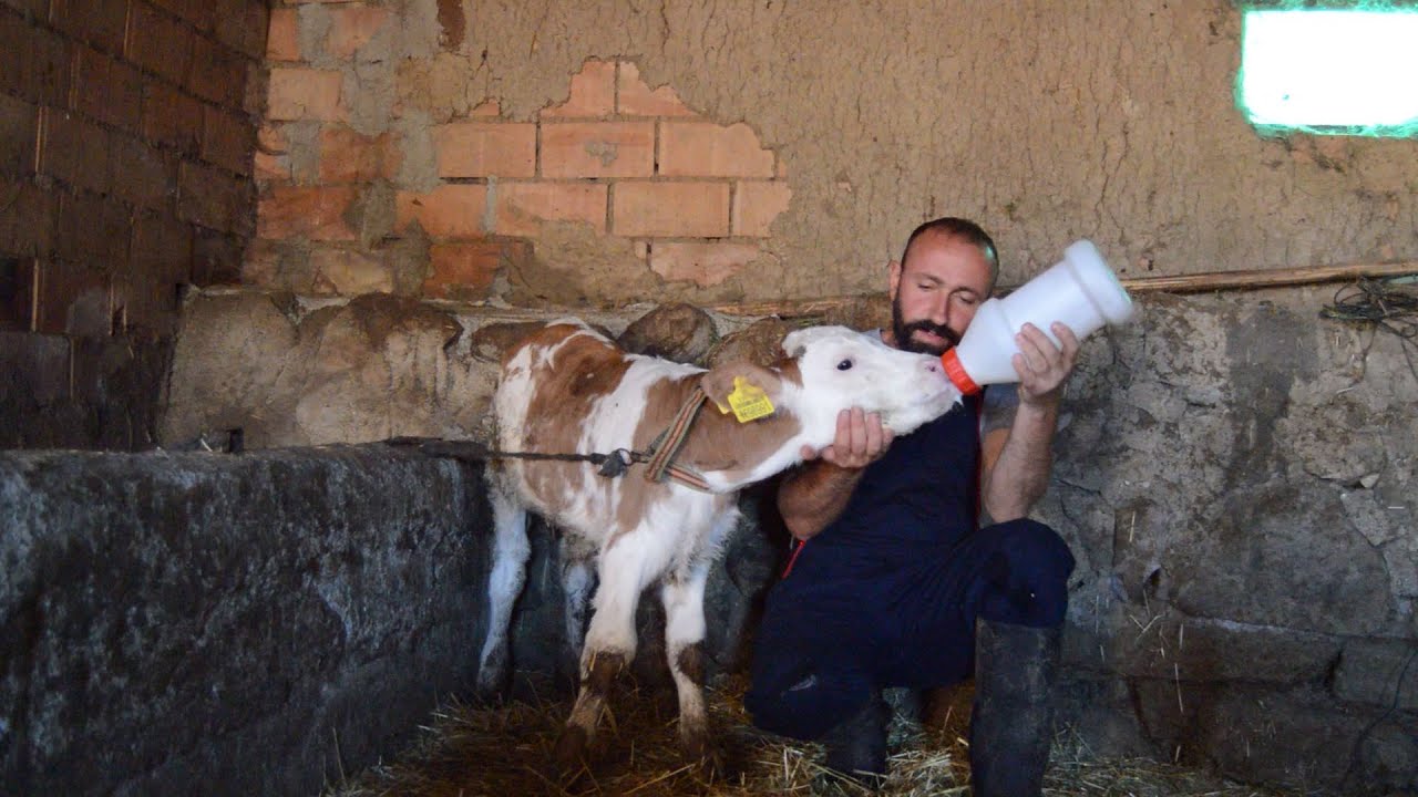 BUZAĞIYA BİBERONLA SÜT İÇİRDİM / Biberonla süt vermenin faydaları