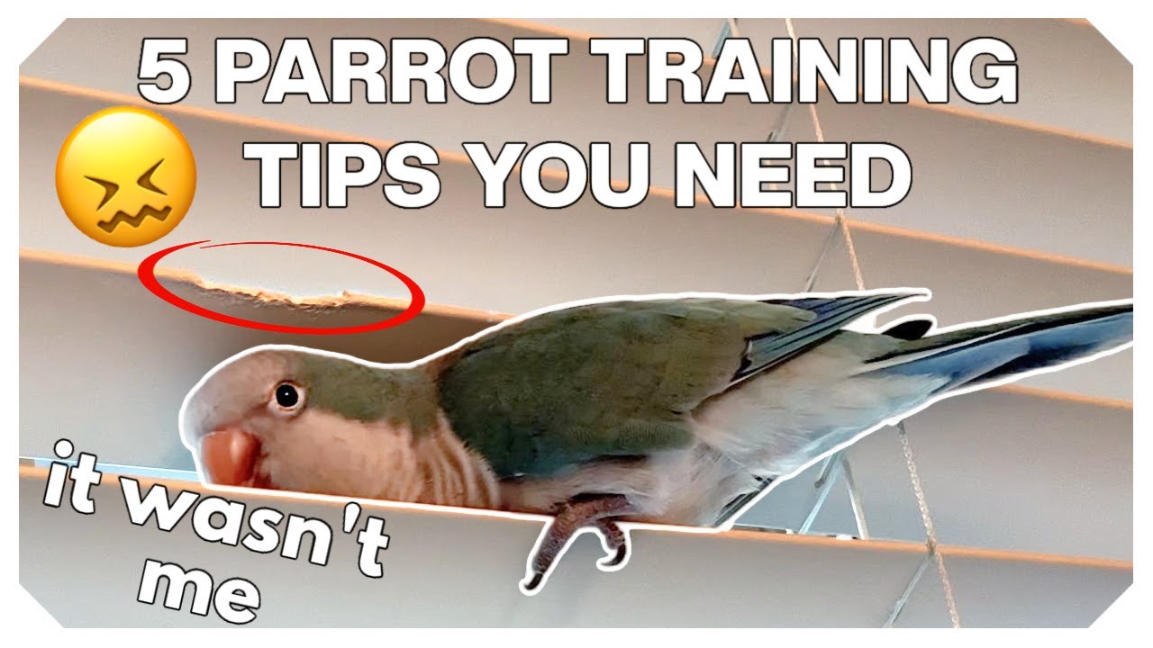 5 Parrot Training Tips