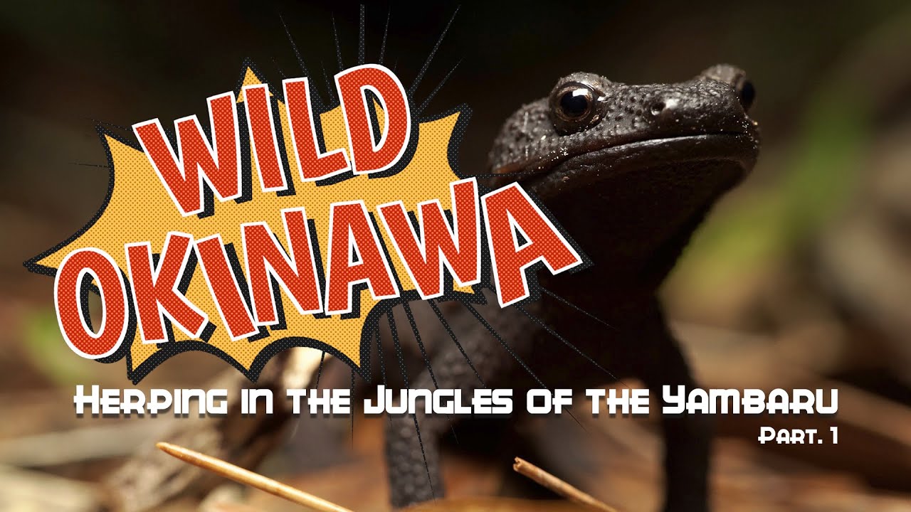 Wild Okinawa - Creatures of the Yambaru. Pt.1