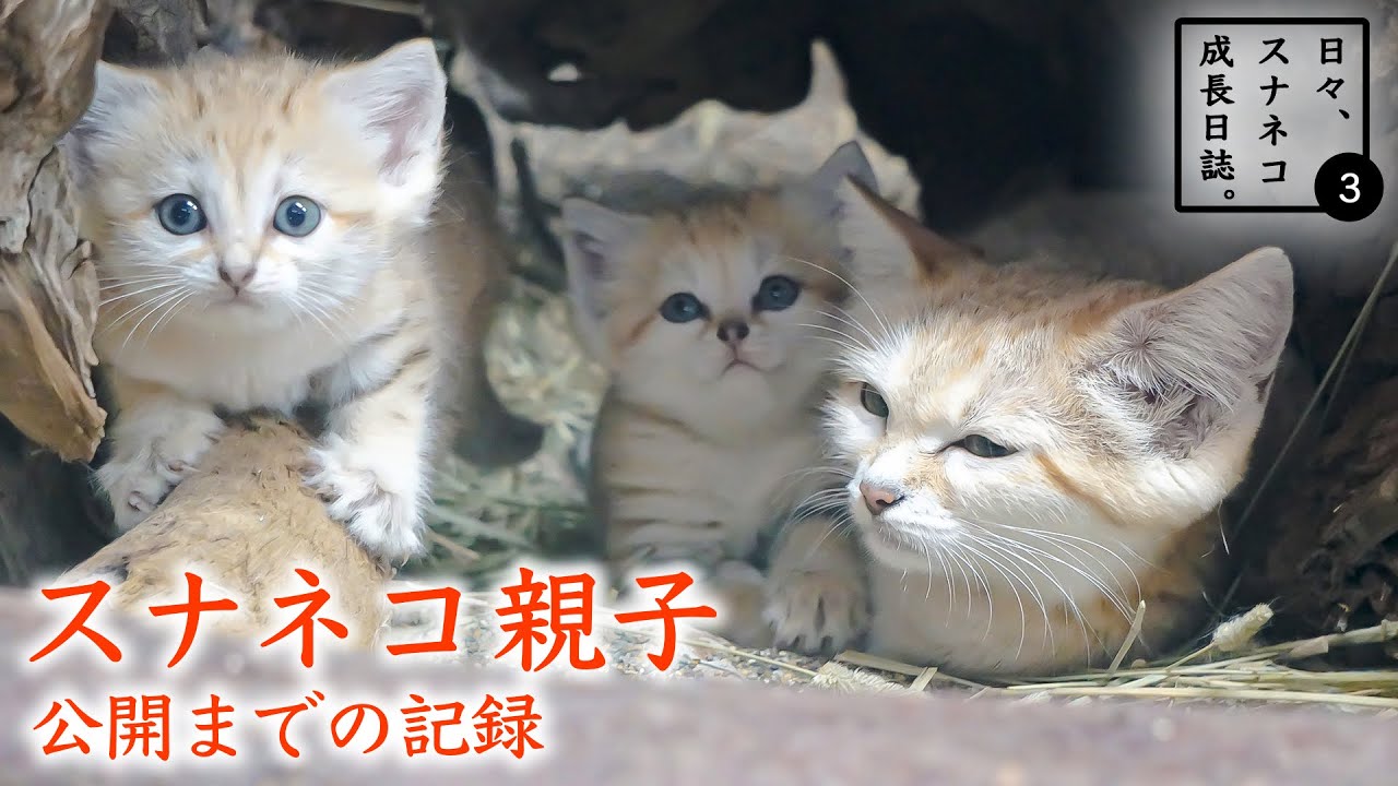 【日々、スナネコ成長日誌。3】① スナネコ親子公開までの記録　