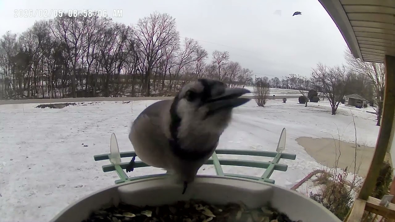 Blue Jay at the Bird Feeder 🐦 | Calm Bird Watching for Preschoolers