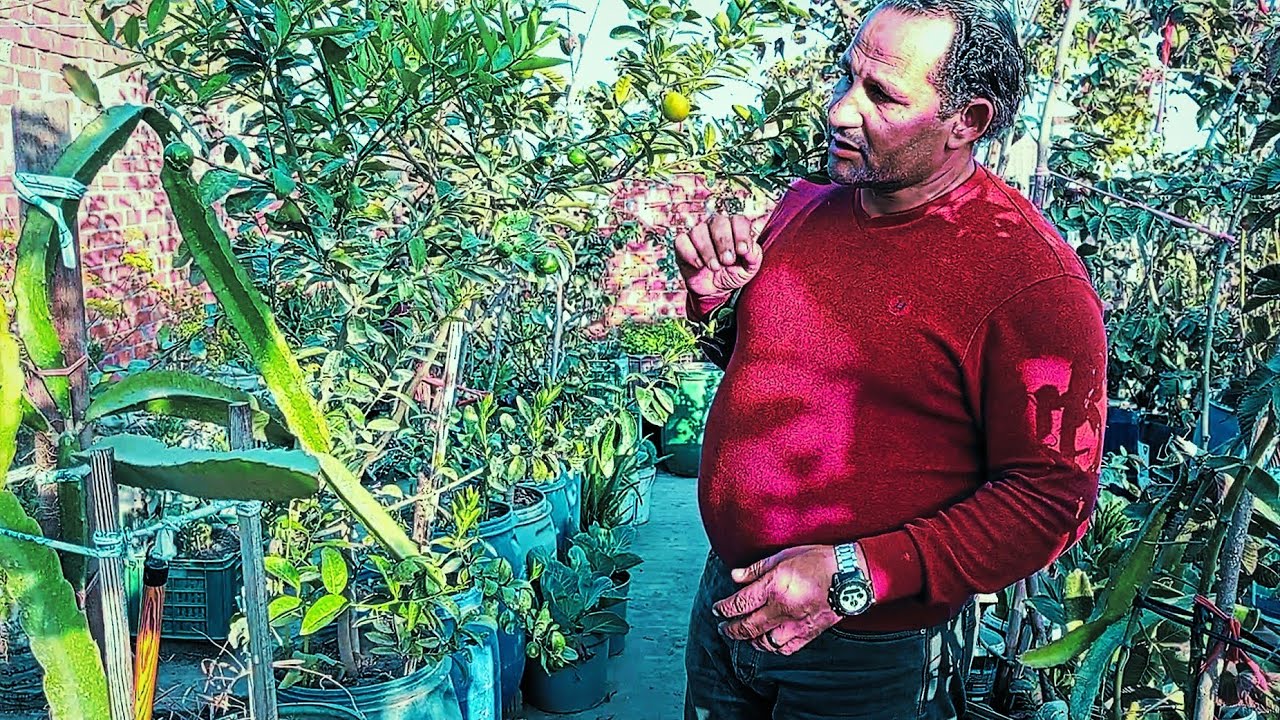 ما ذا نزرع في شهر مارس (3)من الاشتال وسر نجاحها بنسبة100%.