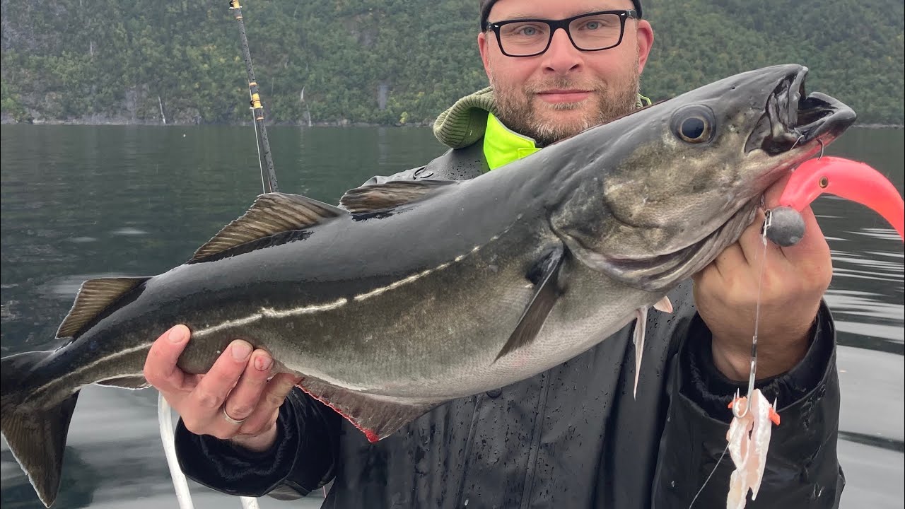 Köhler vom Romsdalsfjord 09/20