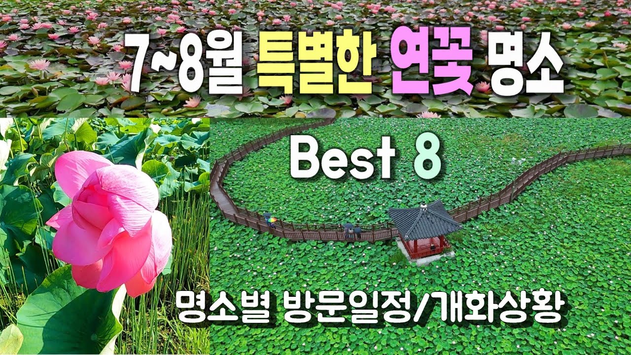 특색있는 연꽃 명소 8곳 l 명소별 촬영일과 개화 상황 , 축제 일정 안내