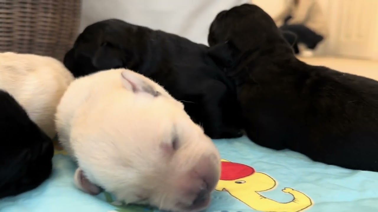 Csipogós ugatás hallatszik a Borsó-alomból