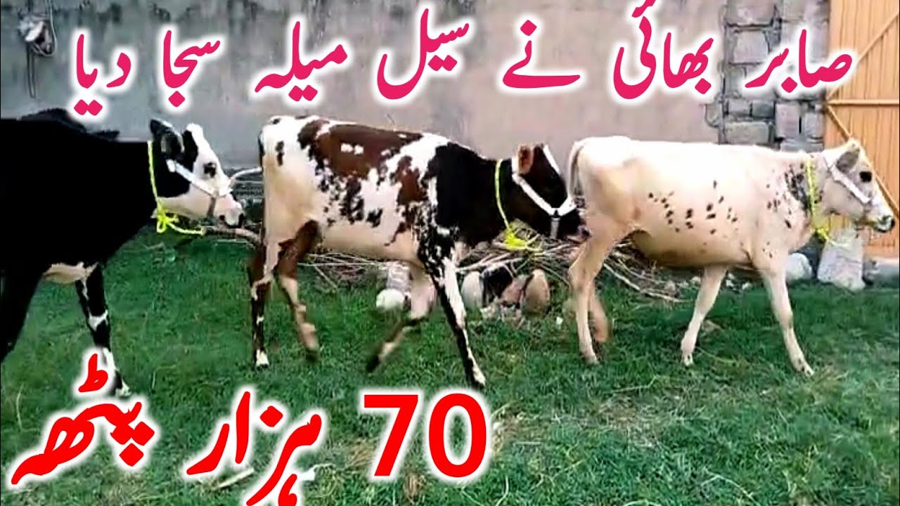 Hf Hiefers Bachri For Sale | Jersey Australian Friesian Bachrian Gondal Mandi Attock || Mandi Star
