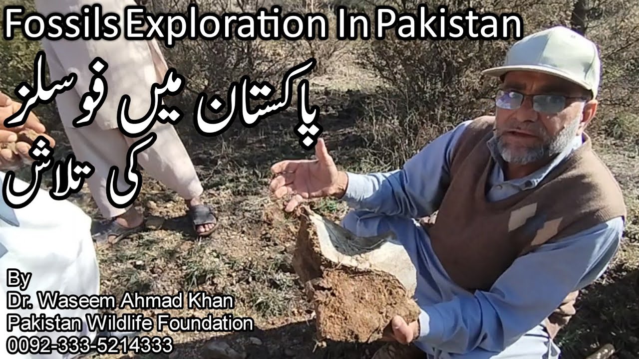 Fossils Exploration In Pakistan | Pakistan Main Fossils Ki Talash | How Fossils Are Explored