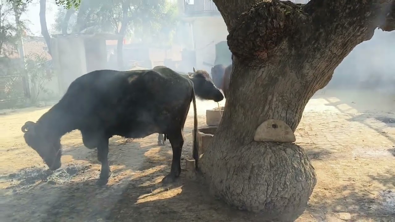 AAJ buffalo ke piche madhumakkhi padh gayi guys 
