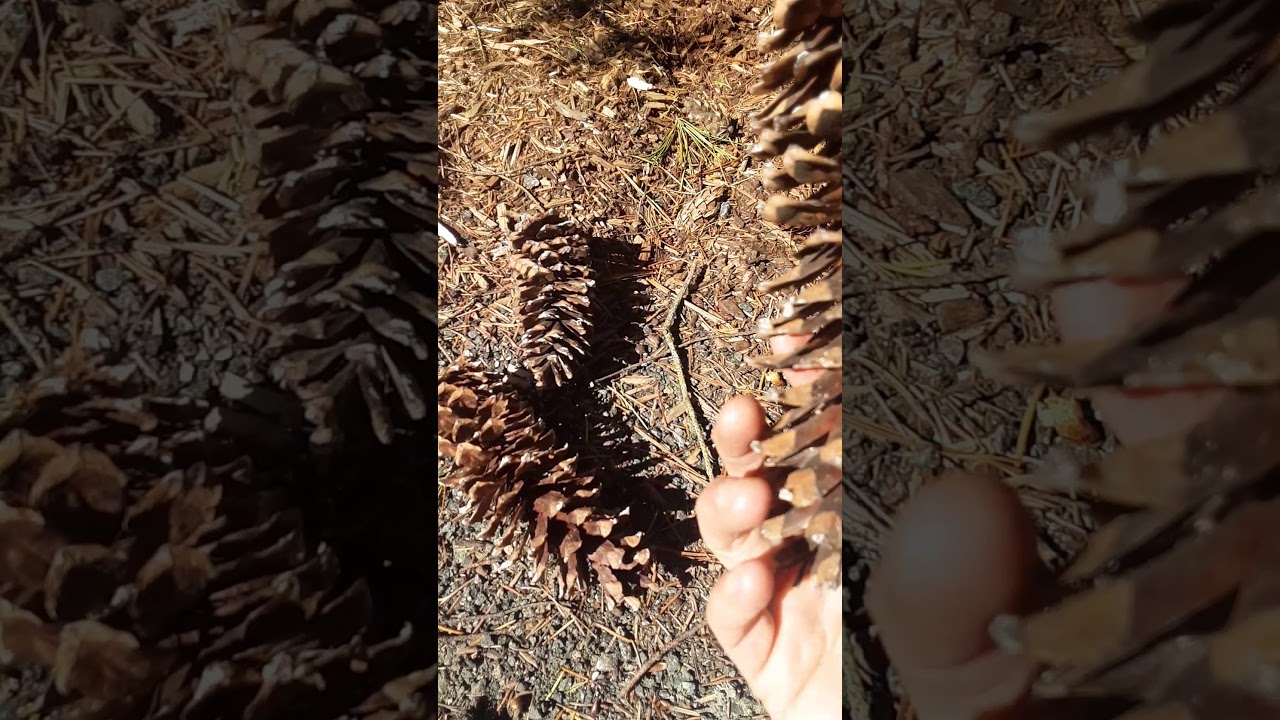 Pinus monticola