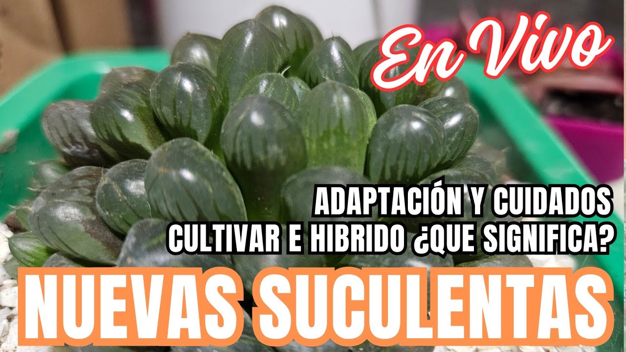 Nuevas suculentas: hablamos de adaptación y cuidados