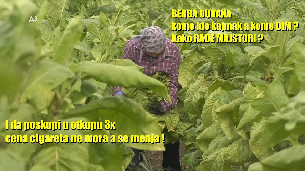 BERBA DUVANA - i cela priča o tome kako se RADI I SUŠI - 10 000 evra po hektaru - ali samo ko je ...