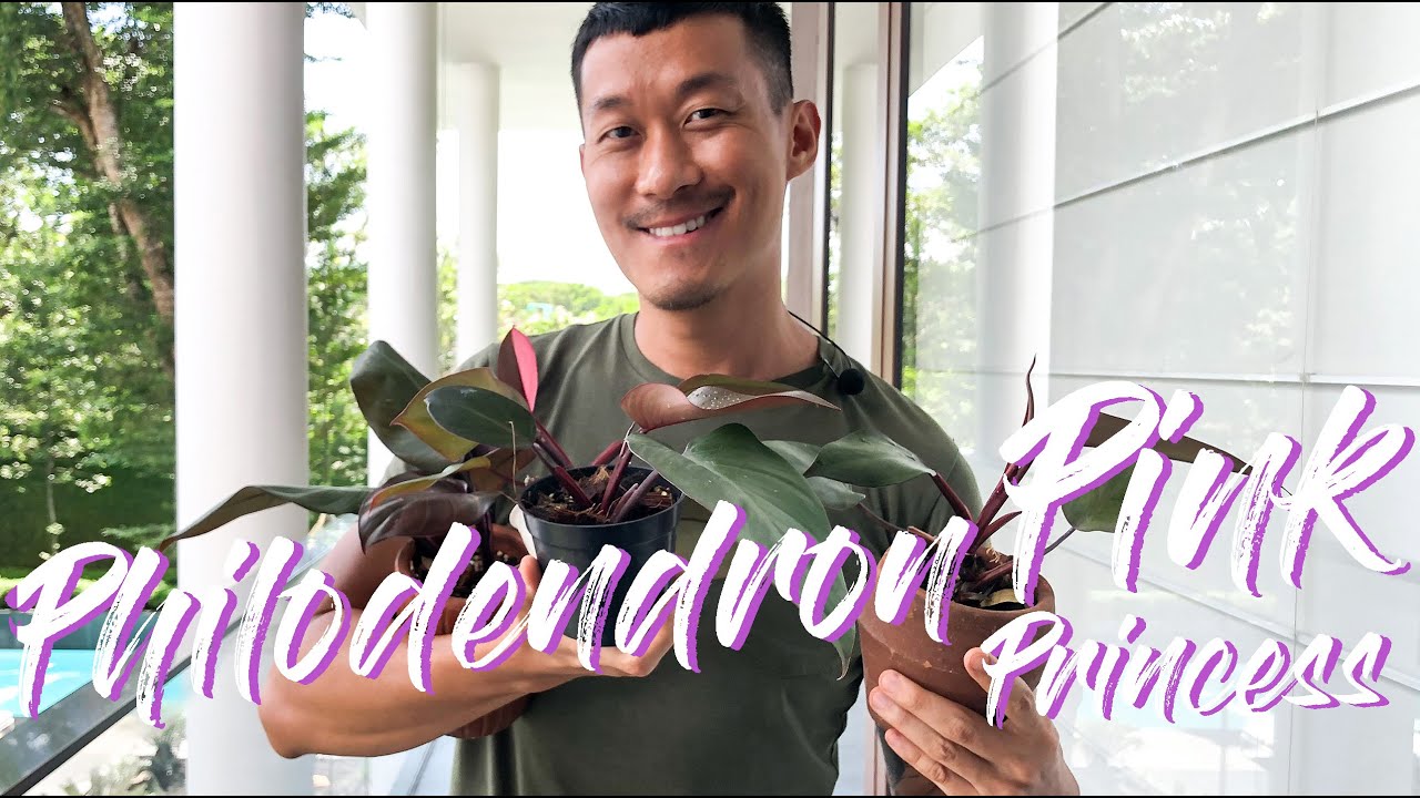 Philodendron Pink Princess - Getting back variegation via propagation
