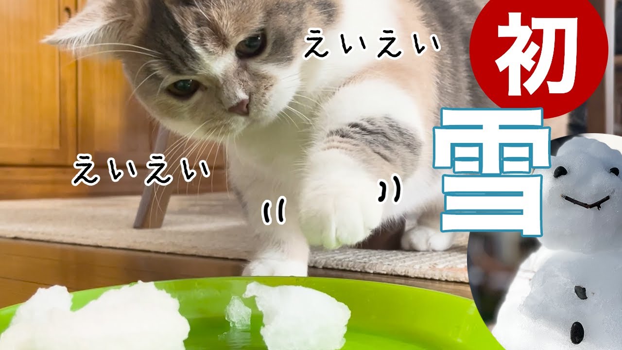 【三毛猫マンチカンのチー】初めての電車と雪を体験したお正月です