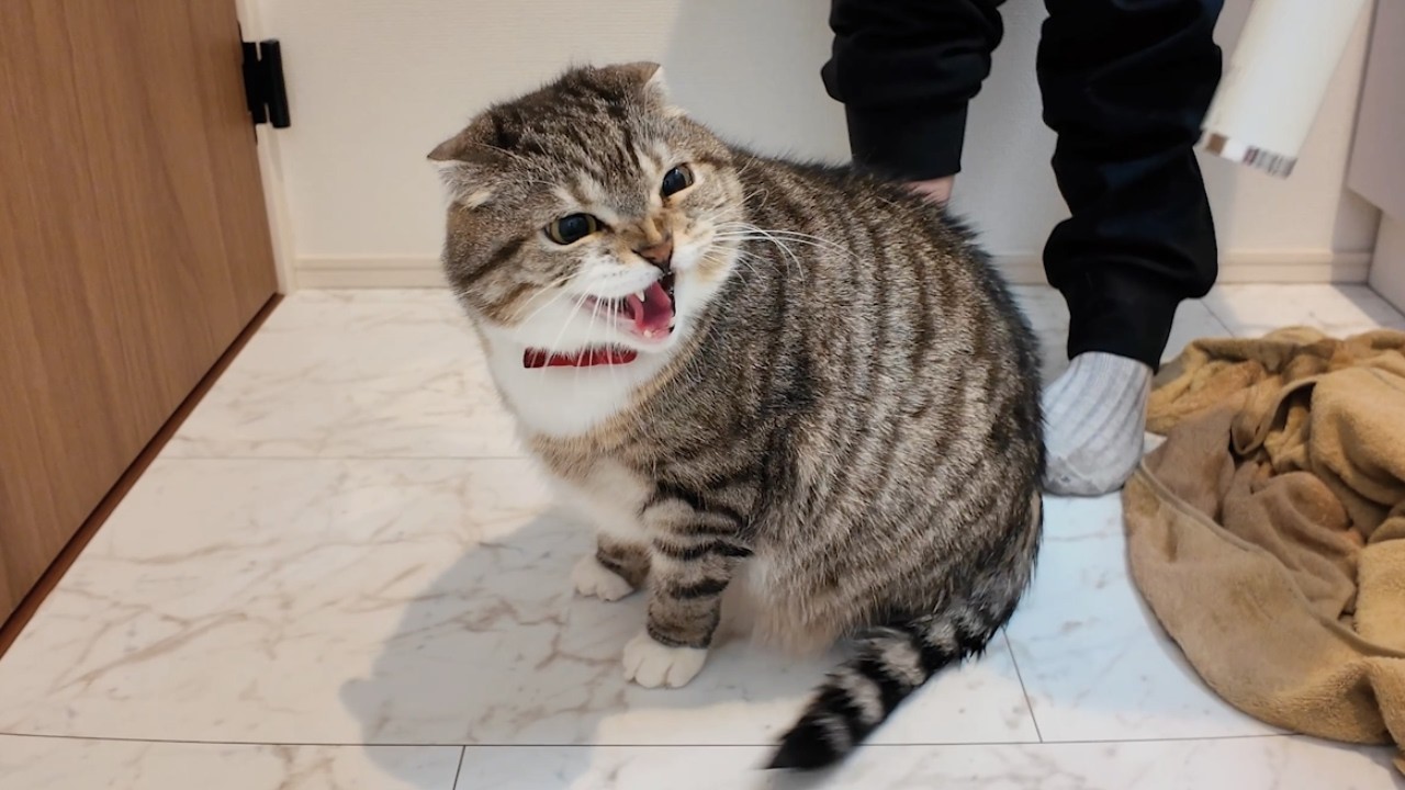 りっちゃんのお尻をお風呂で洗った飼い主の末路がコチラ🤣🤣🤣