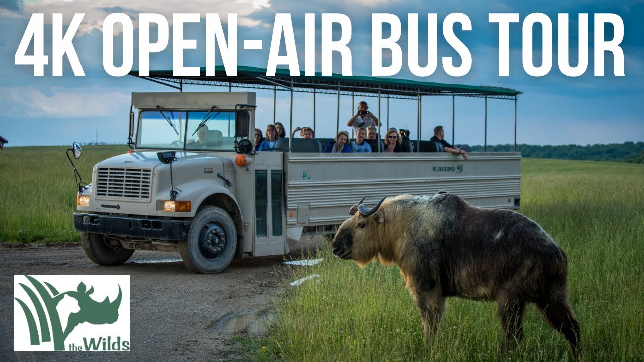 Discovering the Wilds: An Open-Air Bus Tour of Ohio's Safari Adventure!
