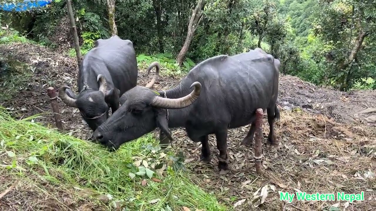 Grazing domestic cows and buffaloes in the pasture during the rainy season.