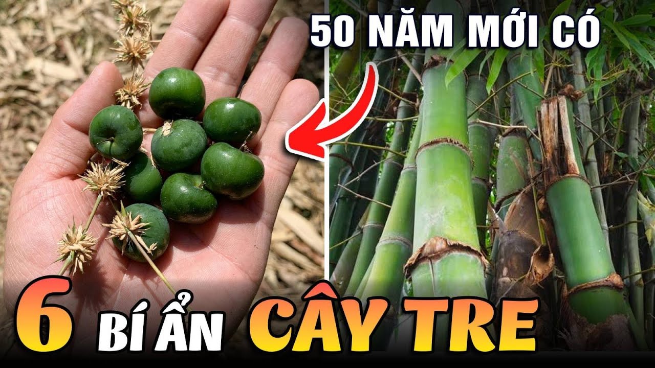 6 Bí Ẩn Ly Kỳ Về Cây Tre Việt Nam Và Lý Do Vì Sao Mỹ Cấm Trồng Loại Cây Này
