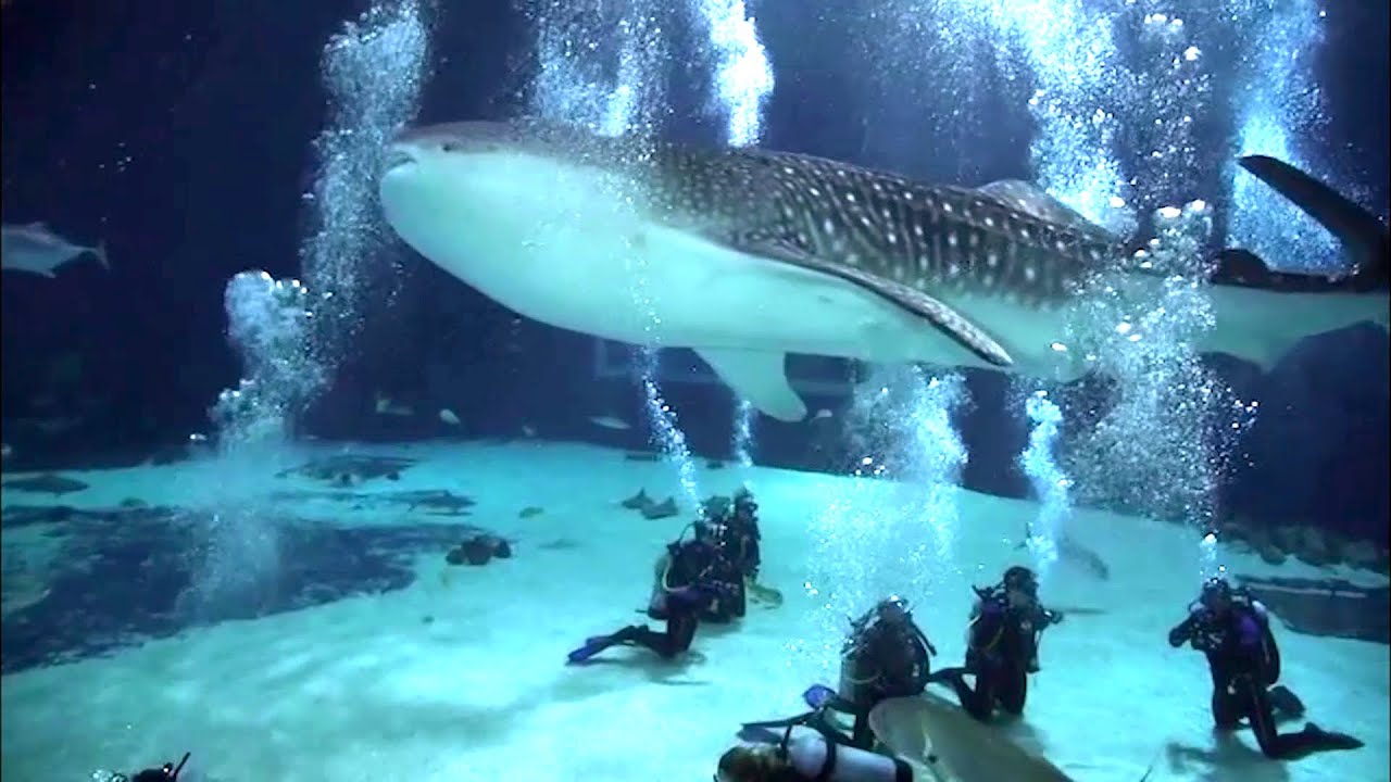 Scuba Diving with Whale Sharks - Georgia Aquarium