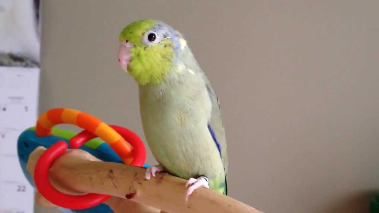 Koolaid Abandons Smokey