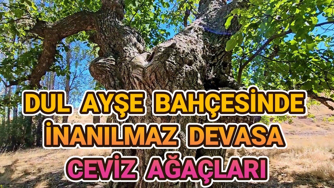 DUL AYŞE BAHÇESİNDE İNANILMAZ DEVASA CEVİZ AĞAÇLARI