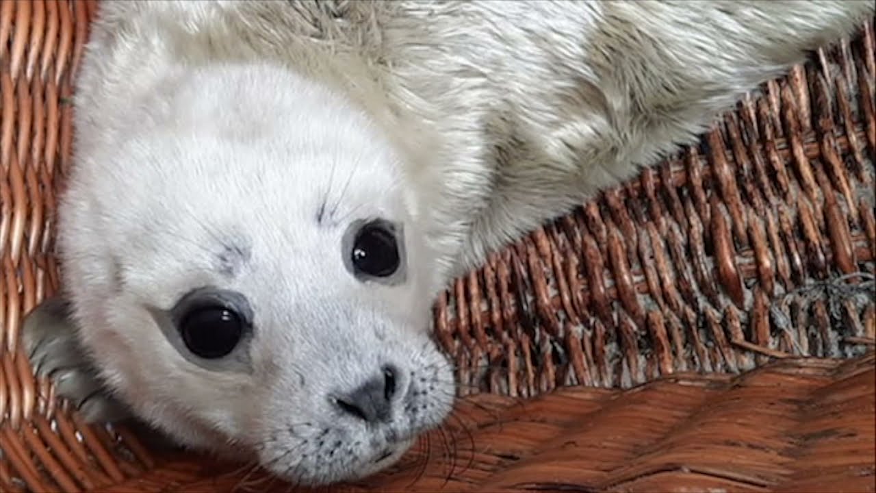 Pick-up & Intake pup Maximo