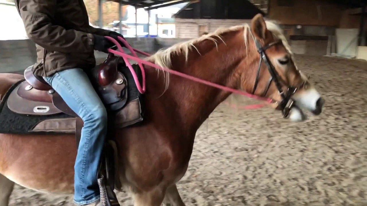 BeMotion's Bella jonge haflinger zadelmak maken door MM horsetraining, Marlies Maathuis