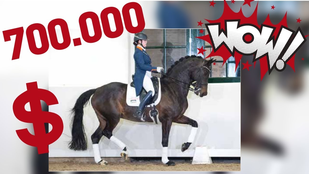 Für 700.000 € nach Deutschland verkauft! | Stute Charming Lady | Excellent Dressage Sales