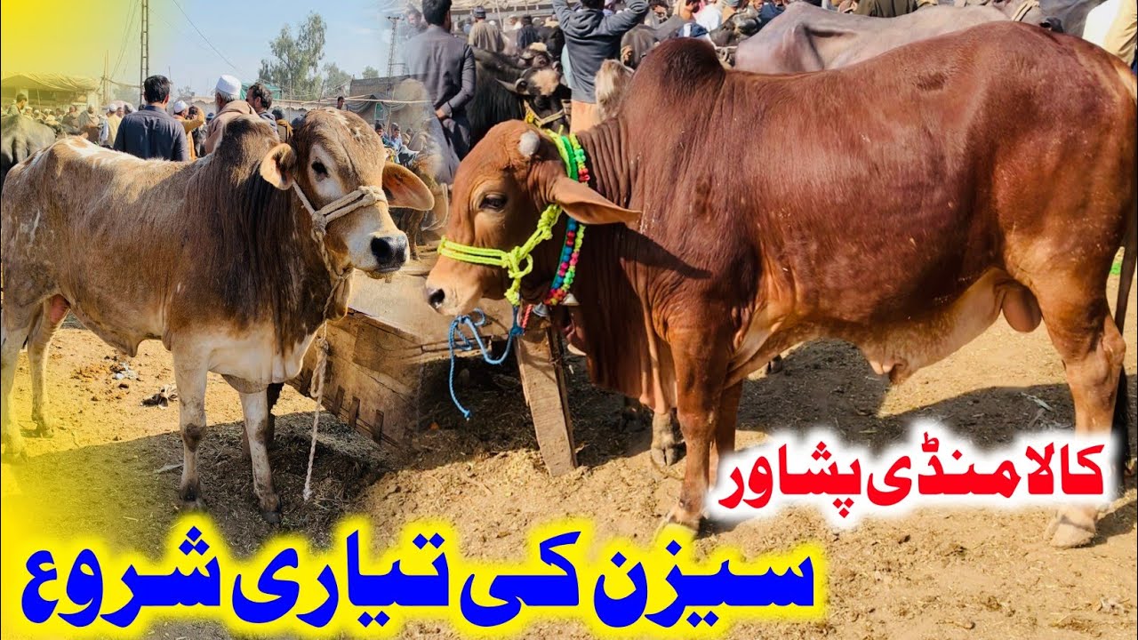 Bohot wazni bachray aagaye Mandi mein 😍 | Kala Maweshi Mandi Peshawar 2025