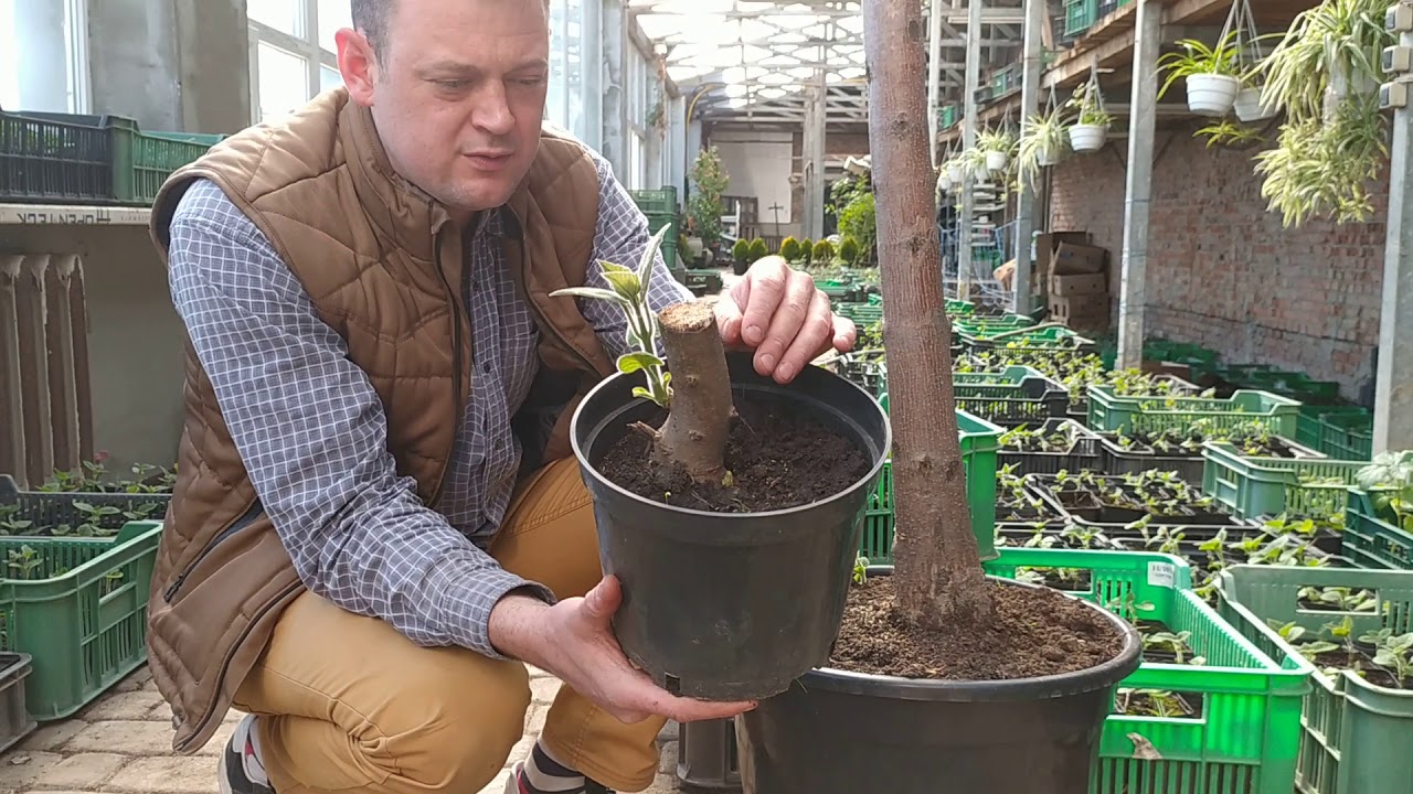 Технический срез Павловнии. Когда, как и зачем нужно делать? Делимся опытом.