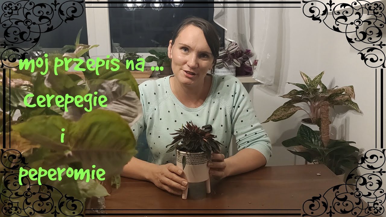 Kilka słów😊 na temat pielęgnacji i opieki🍀  ceropegii i peperomii🍀