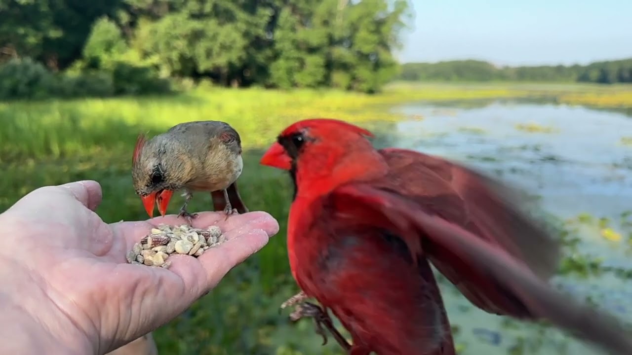 Hand-feeding Birds in Slow Mo - Red-bellied Woodpecker, Northern Cardinals