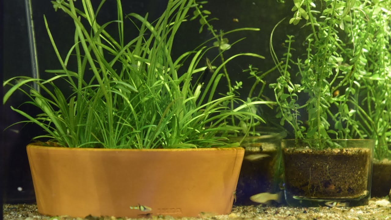 Favorite aquarium plants - Part 1