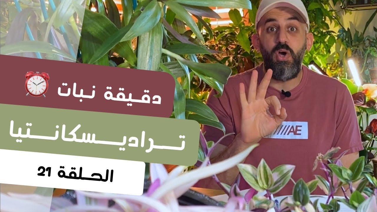 دقيقة نبات |٢١| طرق العناية بنبات تراديسكانتيا
Tradescantia care - quick tips