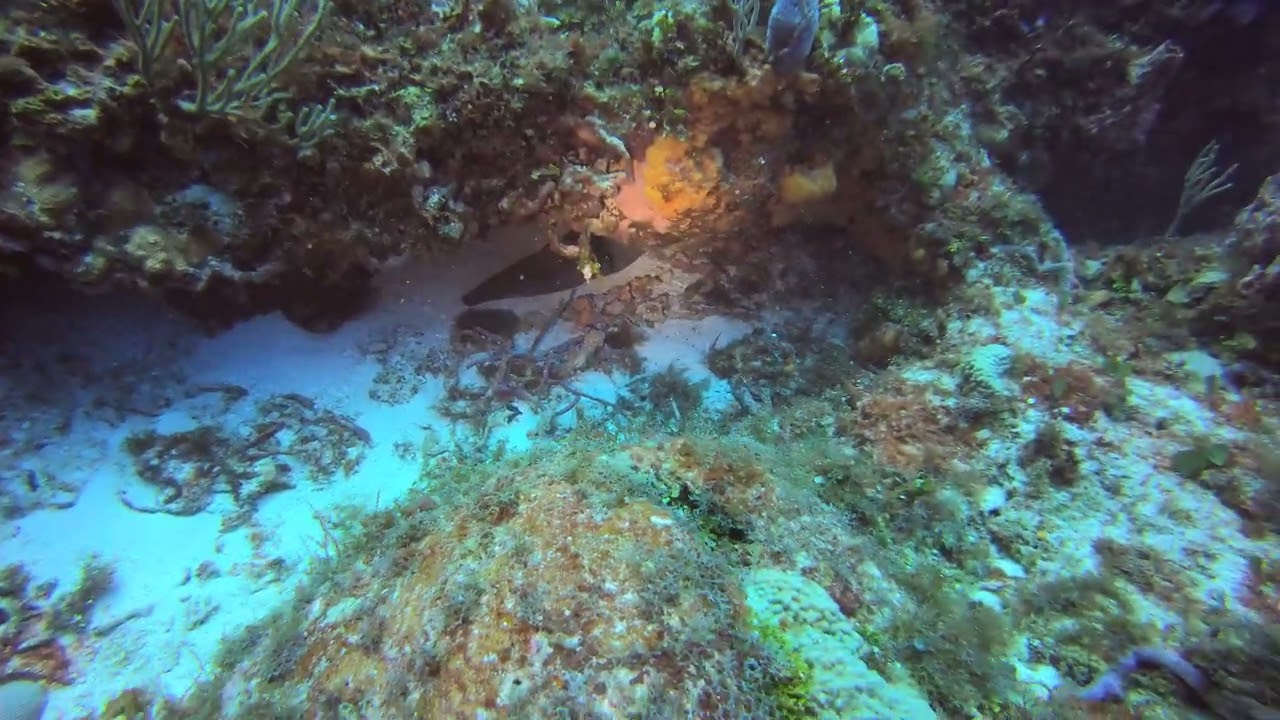 Green moray eel